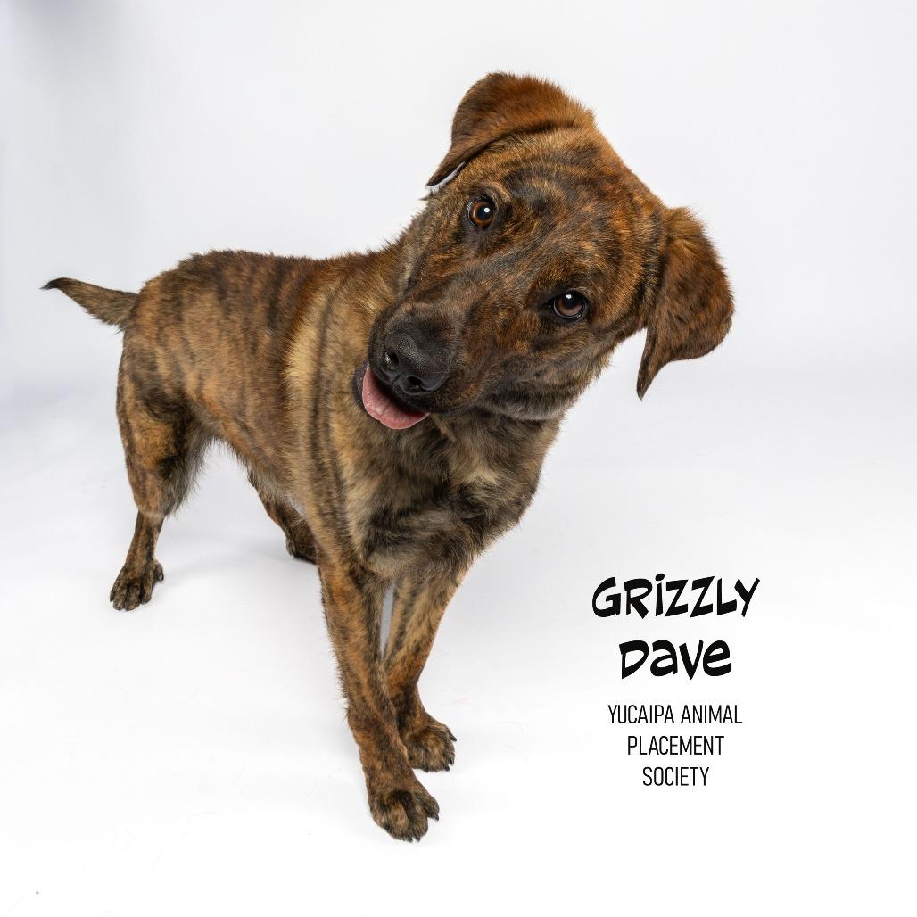 Enlarge Grizzly Dave, a Adoptable German Shepherd Dog in Yucaipa, CA image 4/5