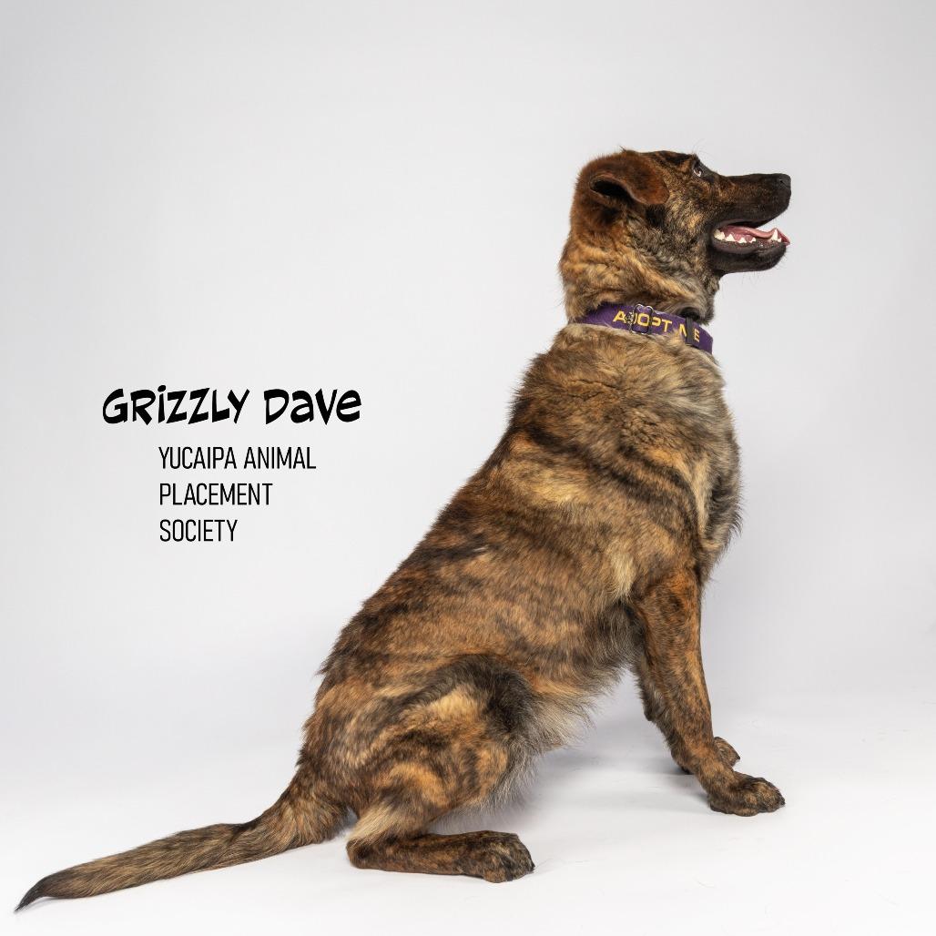 Enlarge Grizzly Dave, a Adoptable German Shepherd Dog in Yucaipa, CA image 5/5
