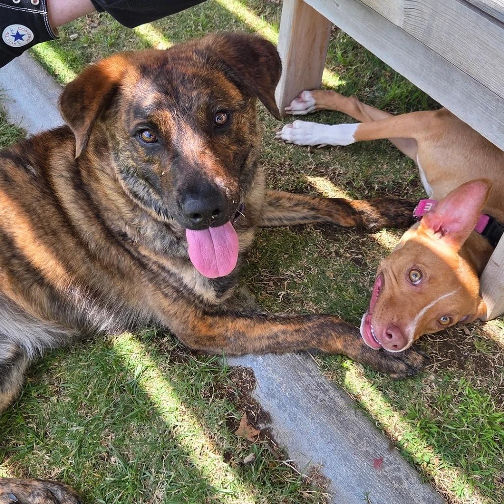 Enlarge Grizzly Dave, a Adoptable German Shepherd Dog in Yucaipa, CA image 6/6