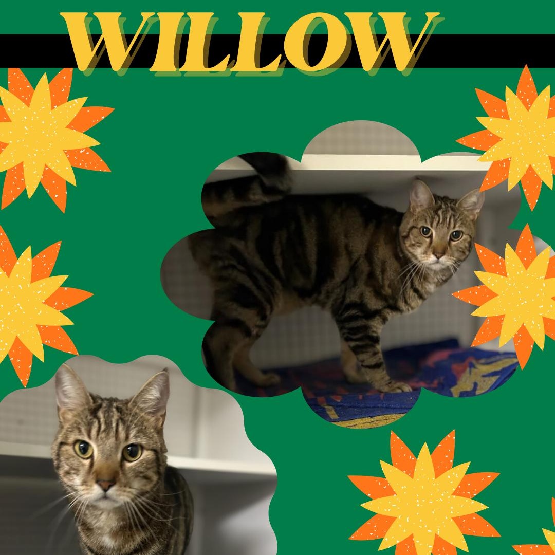 Enlarge Willow, an adopted Domestic Short Hair in College Park, MD image 1/1