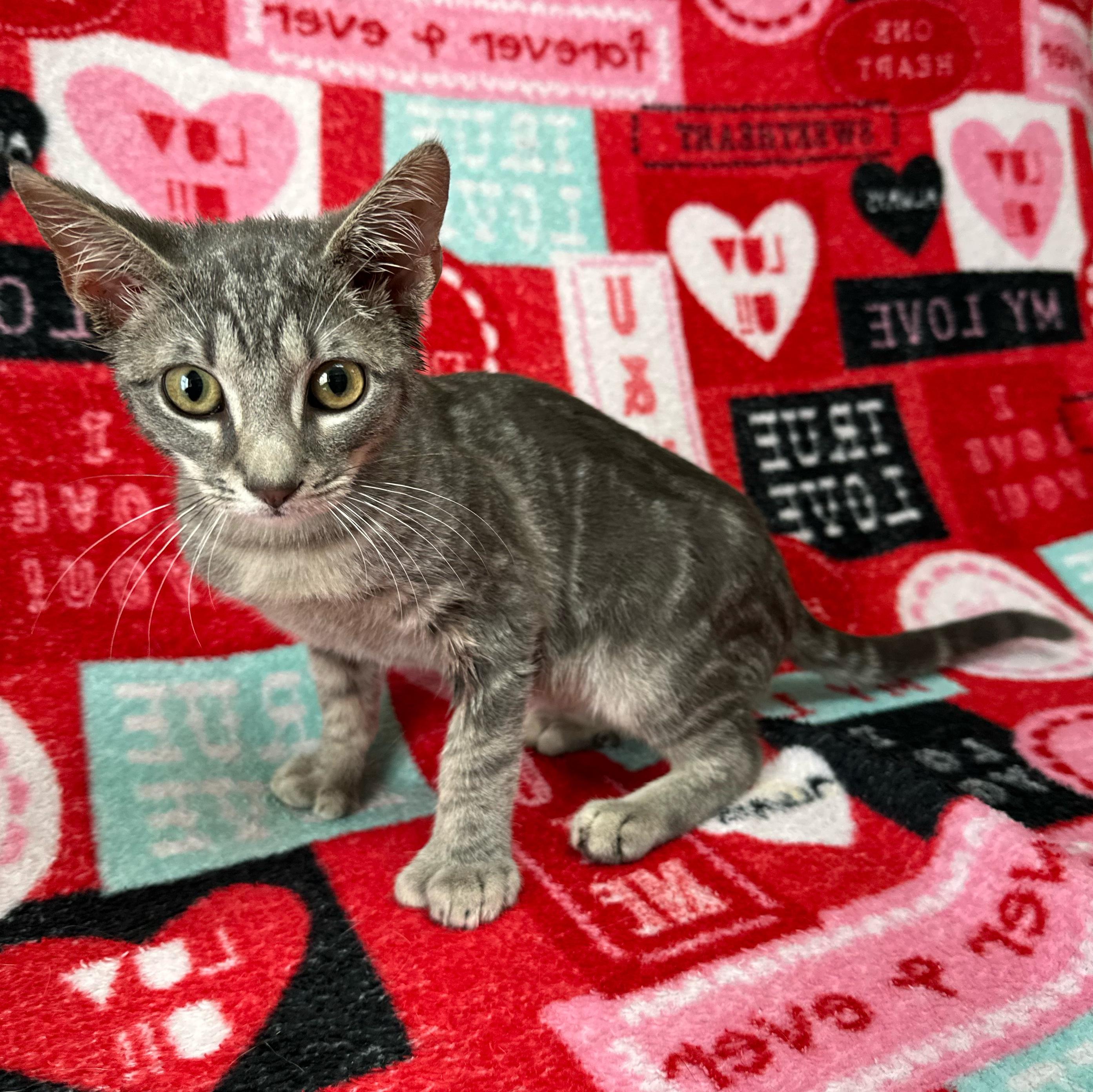 Enlarge Comet, an adopted Domestic Short Hair in Valdosta, GA image 1/3