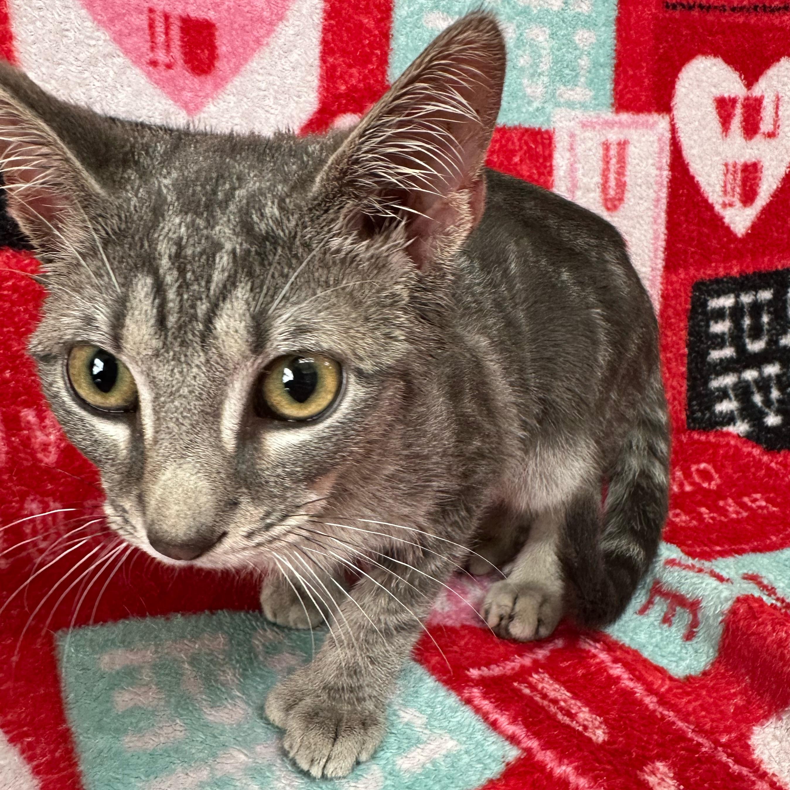 Enlarge Comet, an adopted Domestic Short Hair in Valdosta, GA image 2/3