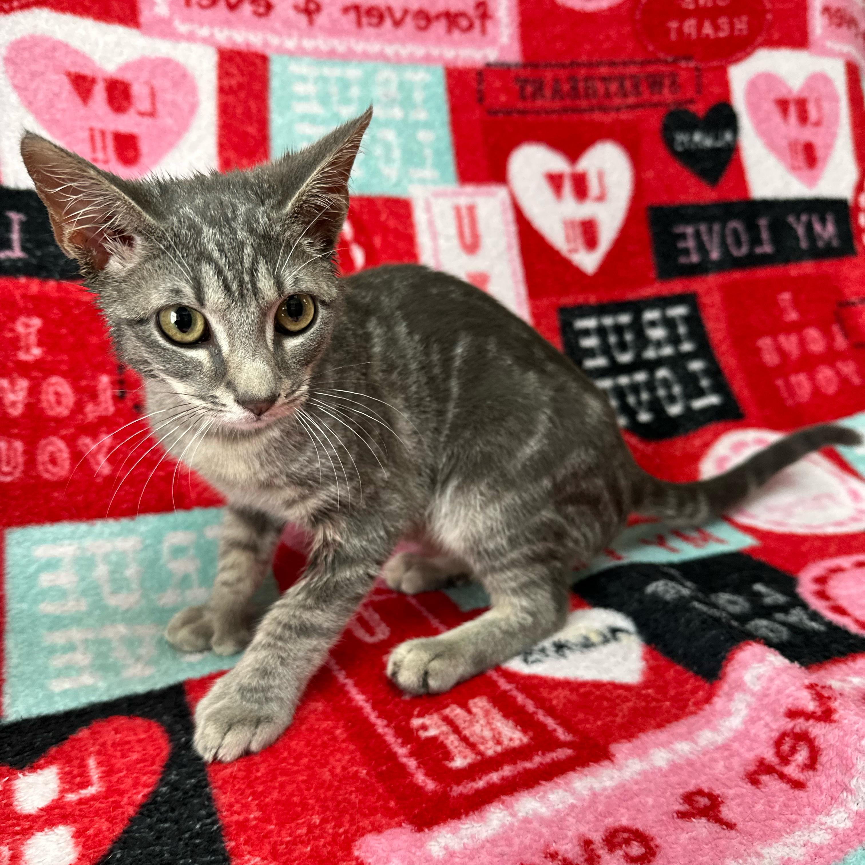 Enlarge Comet, an adopted Domestic Short Hair in Valdosta, GA image 3/3