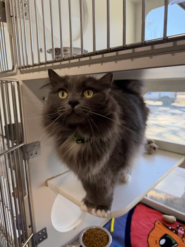 Enlarge Baggu, an adopted mixed breed in Truckee, CA image 5/5