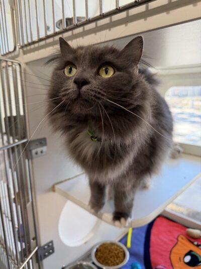 Enlarge Baggu, an adopted mixed breed in Truckee, CA image 4/5