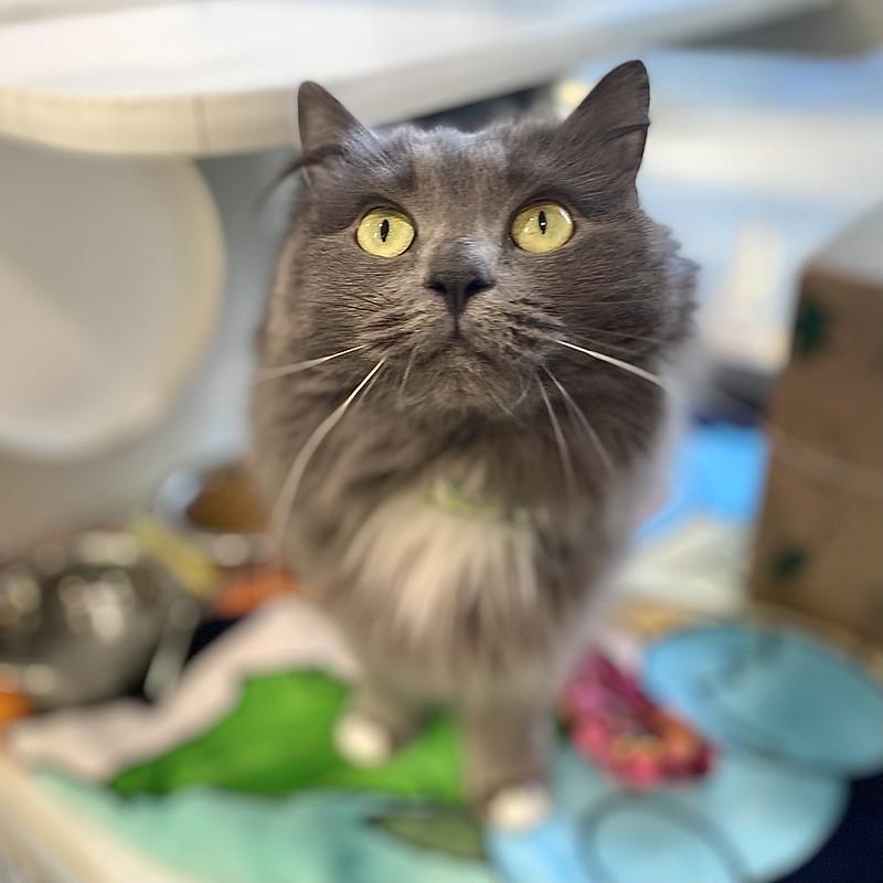 Enlarge Baggu, an adopted mixed breed in Truckee, CA image 2/5