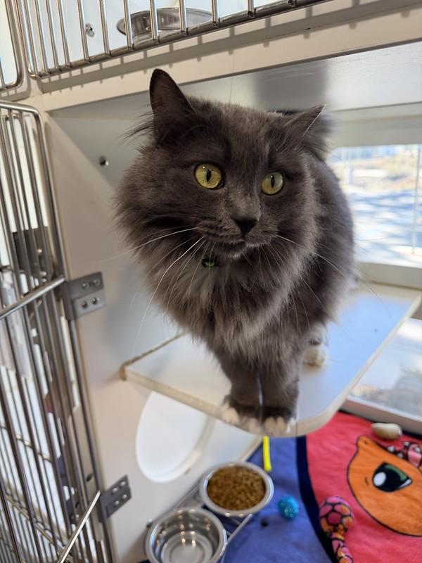 Enlarge Baggu, an adopted mixed breed in Truckee, CA image 3/5