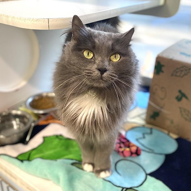 Baggu, adopted, Adult Female Domestic Long Hair.