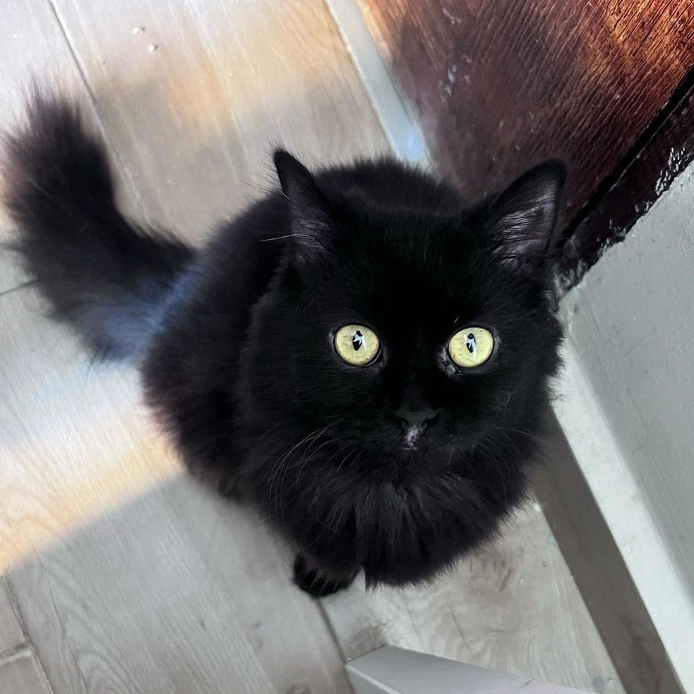 Smokey Nes, Young Male unknown