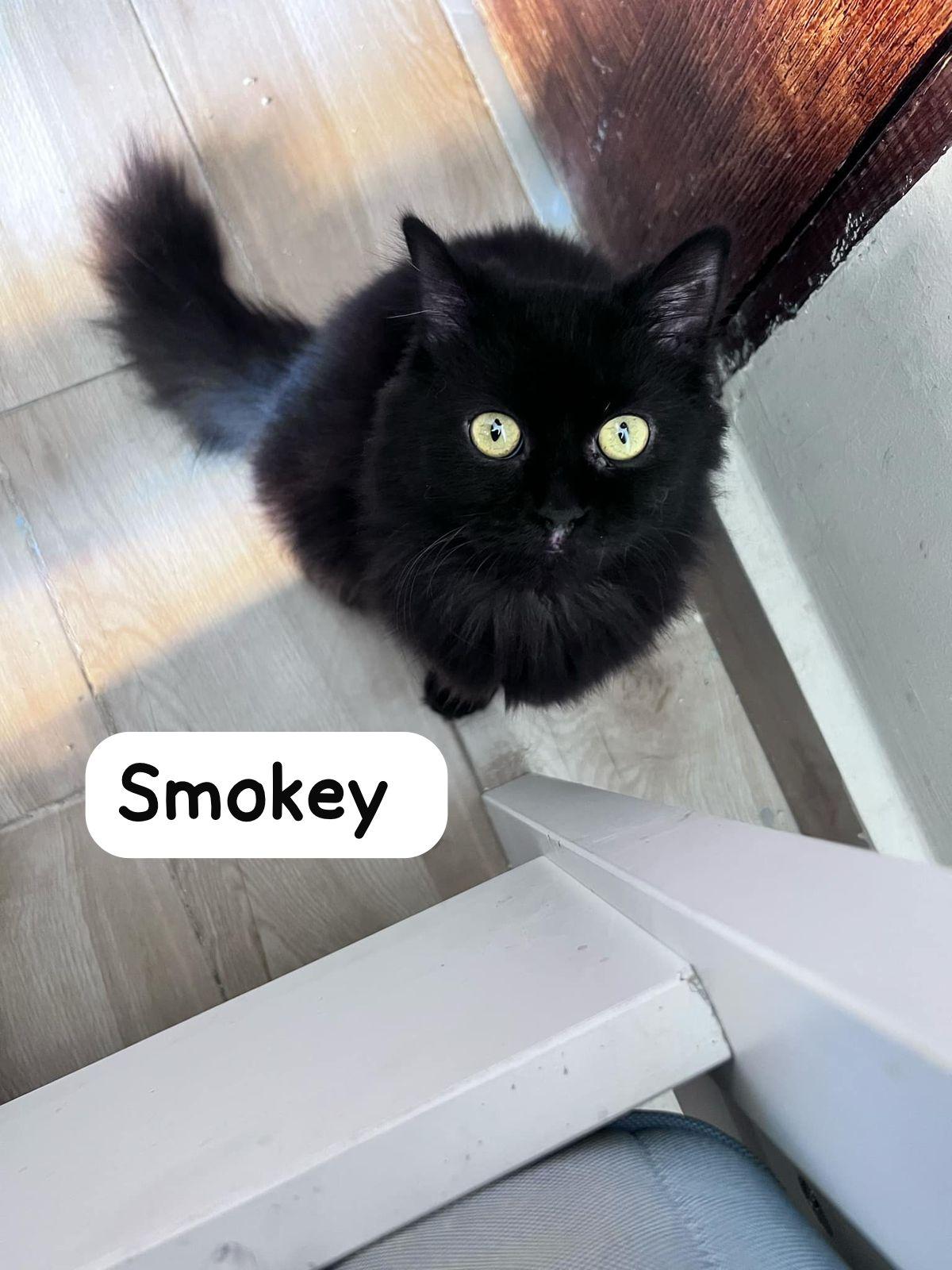 Smokey Nes photo 2