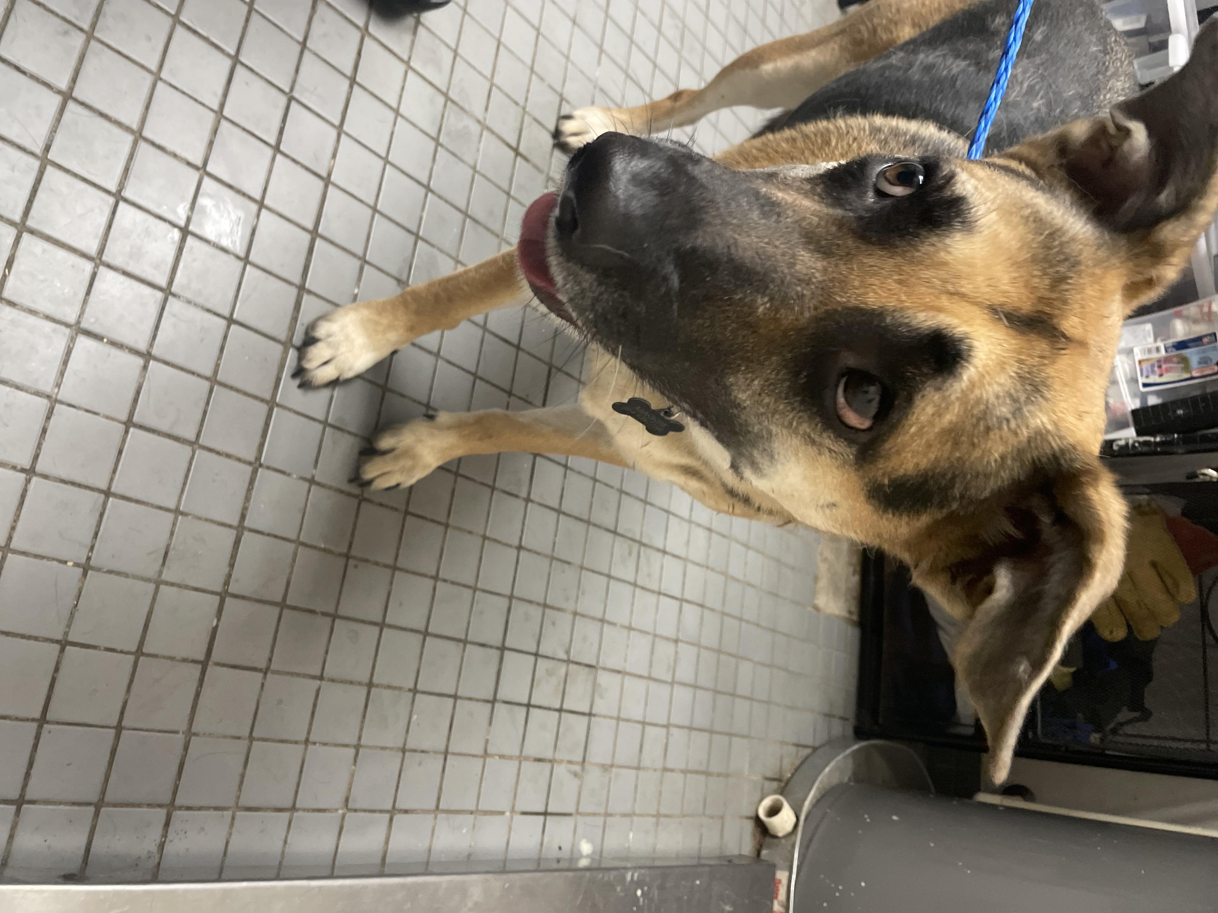 DAKOTA, Adoptable, Adult Female German Shepherd Dog & Mixed Breed.