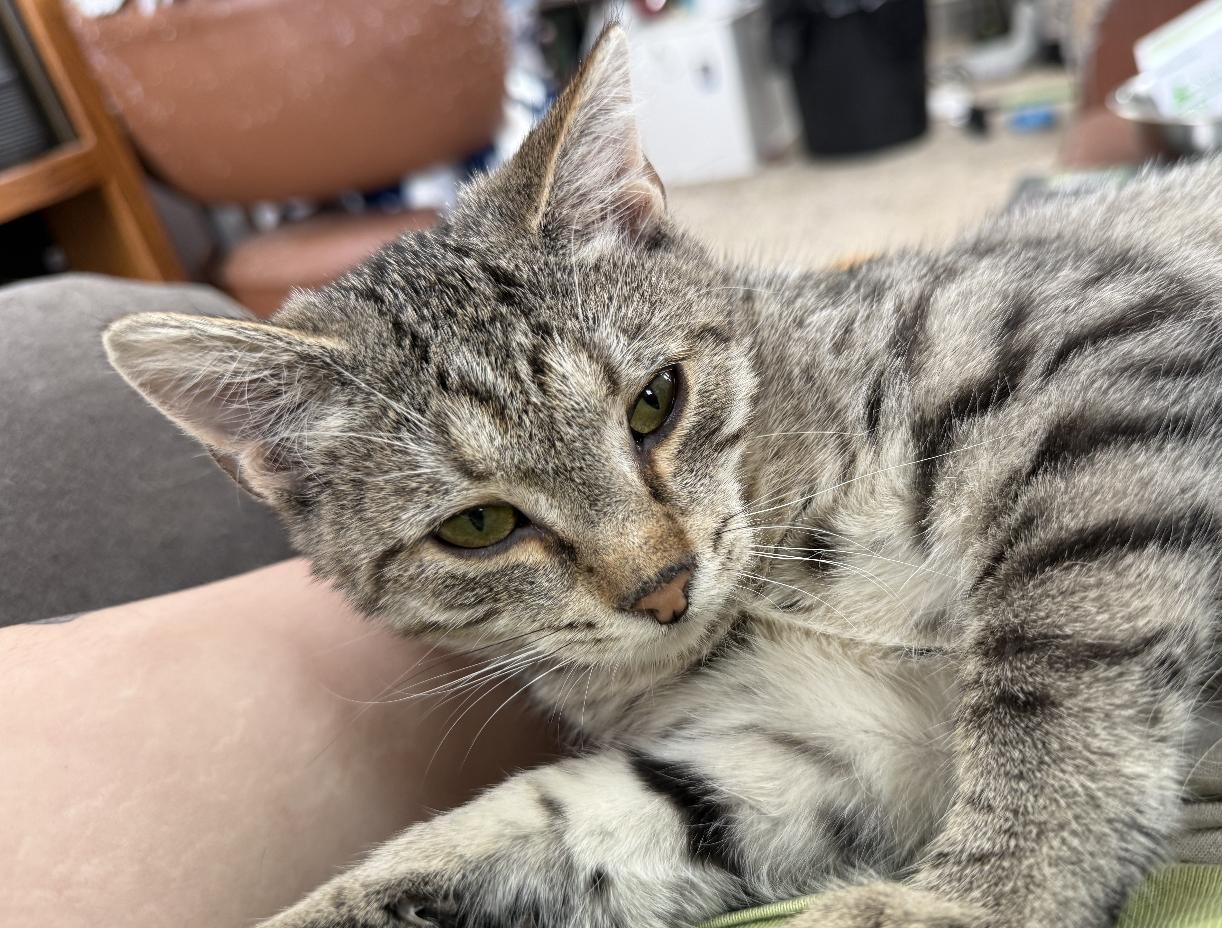 Enlarge Gilbert, a Adoptable Domestic Short Hair in Red Hook, NY image 3/6