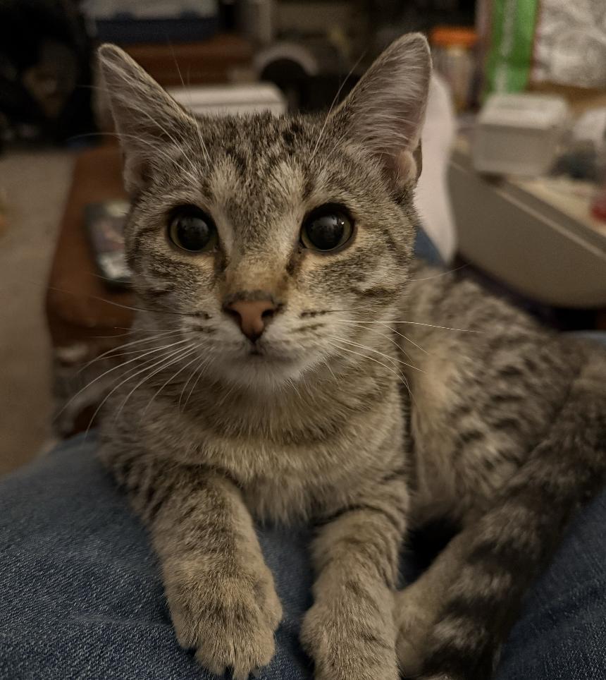 Enlarge Gilbert, a Adoptable Domestic Short Hair in Red Hook, NY image 1/6