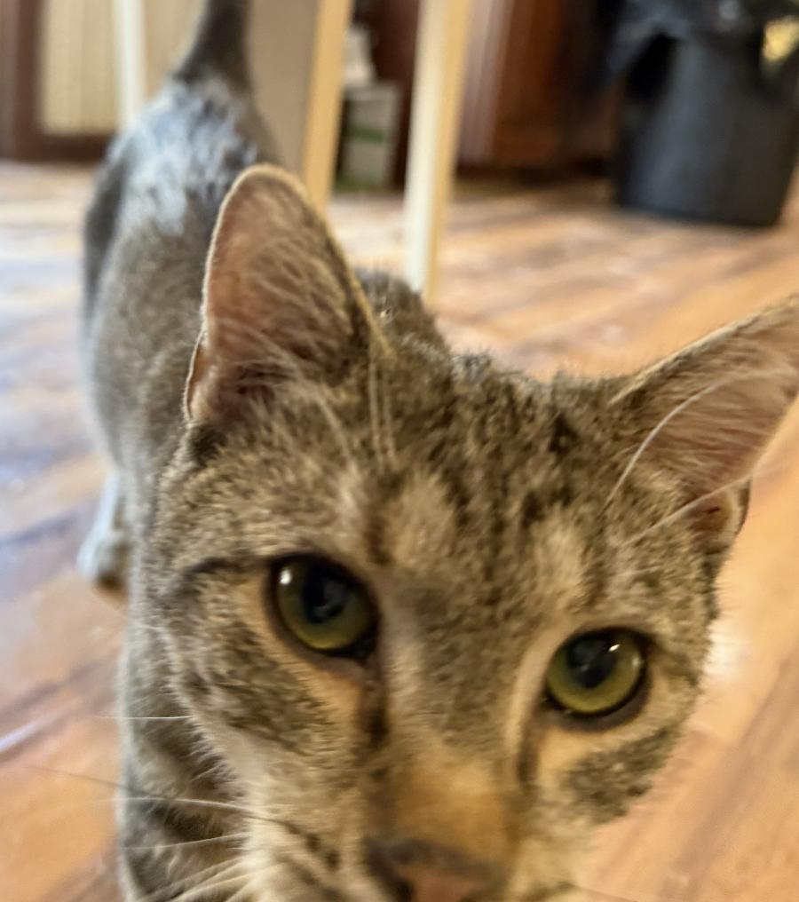 Enlarge Gilbert, a Adoptable Domestic Short Hair in Red Hook, NY image 4/6