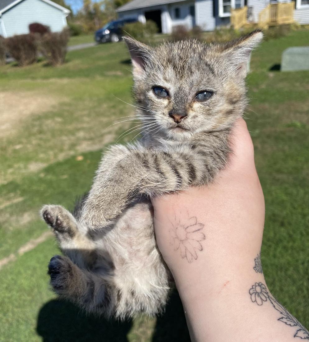 Enlarge Gilbert, a Adoptable Domestic Short Hair in Red Hook, NY image 5/6
