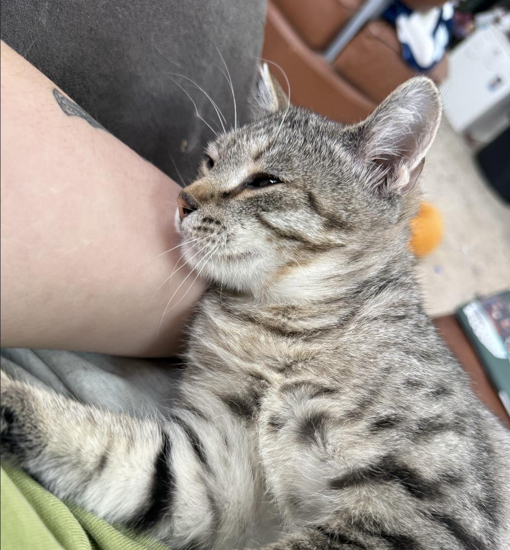 Enlarge Gilbert, a Adoptable Domestic Short Hair in Red Hook, NY image 2/6