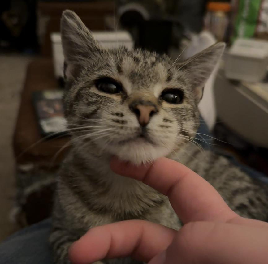 Enlarge Gilbert, a Adoptable Domestic Short Hair in Red Hook, NY image 6/6