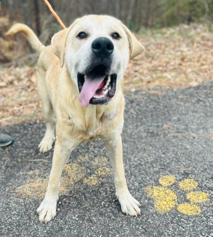 Enlarge RAYMOND, a Adopted mixed breed in Cedarburg, WI image 6/6