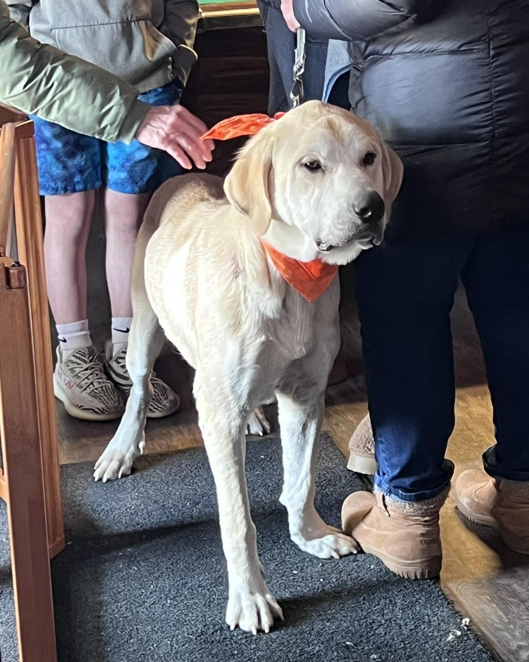 Enlarge RAYMOND, a Adopted mixed breed in Cedarburg, WI image 5/6