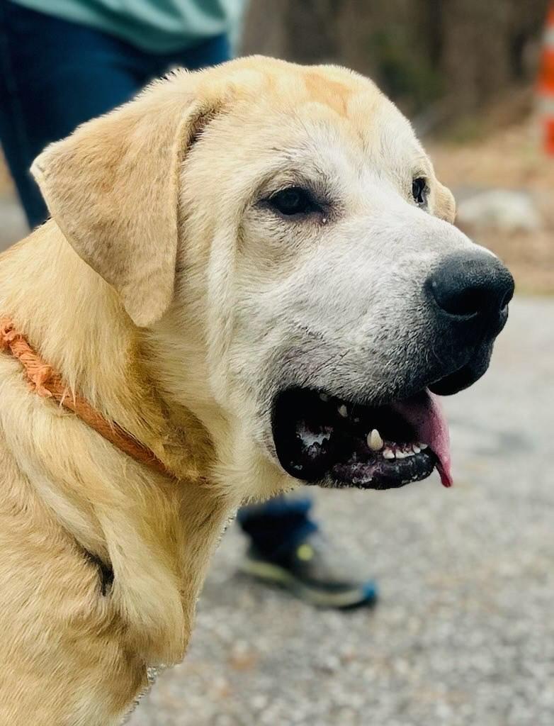 Enlarge RAYMOND, a Adopted mixed breed in Cedarburg, WI image 3/6