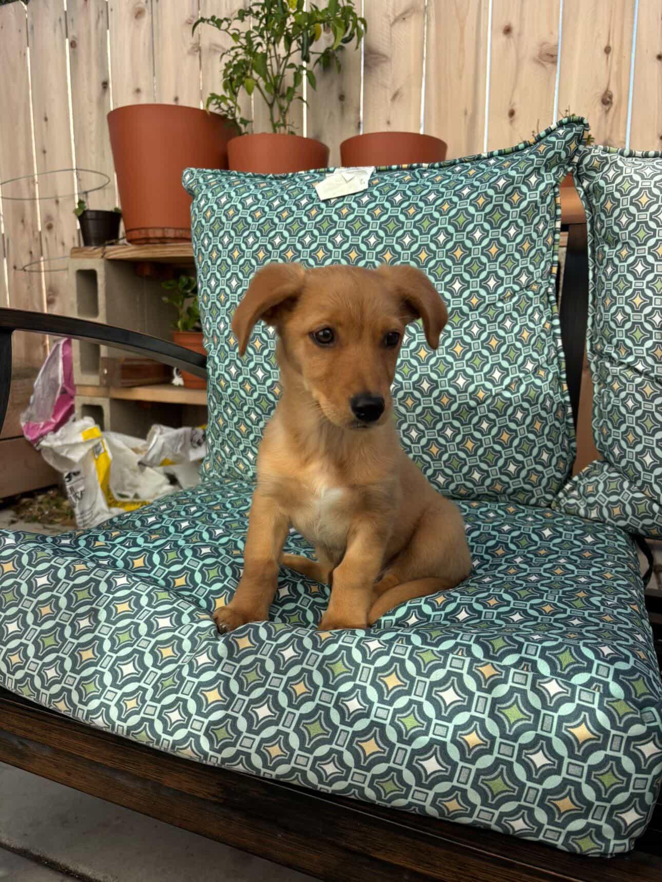 Enlarge Ollie, a Adoptable mixed breed in San Diego, CA image 4/5