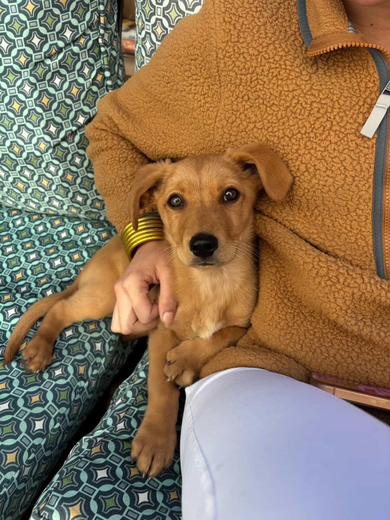 Ollie, Adoptable, Puppy Male Dachshund & Corgi.