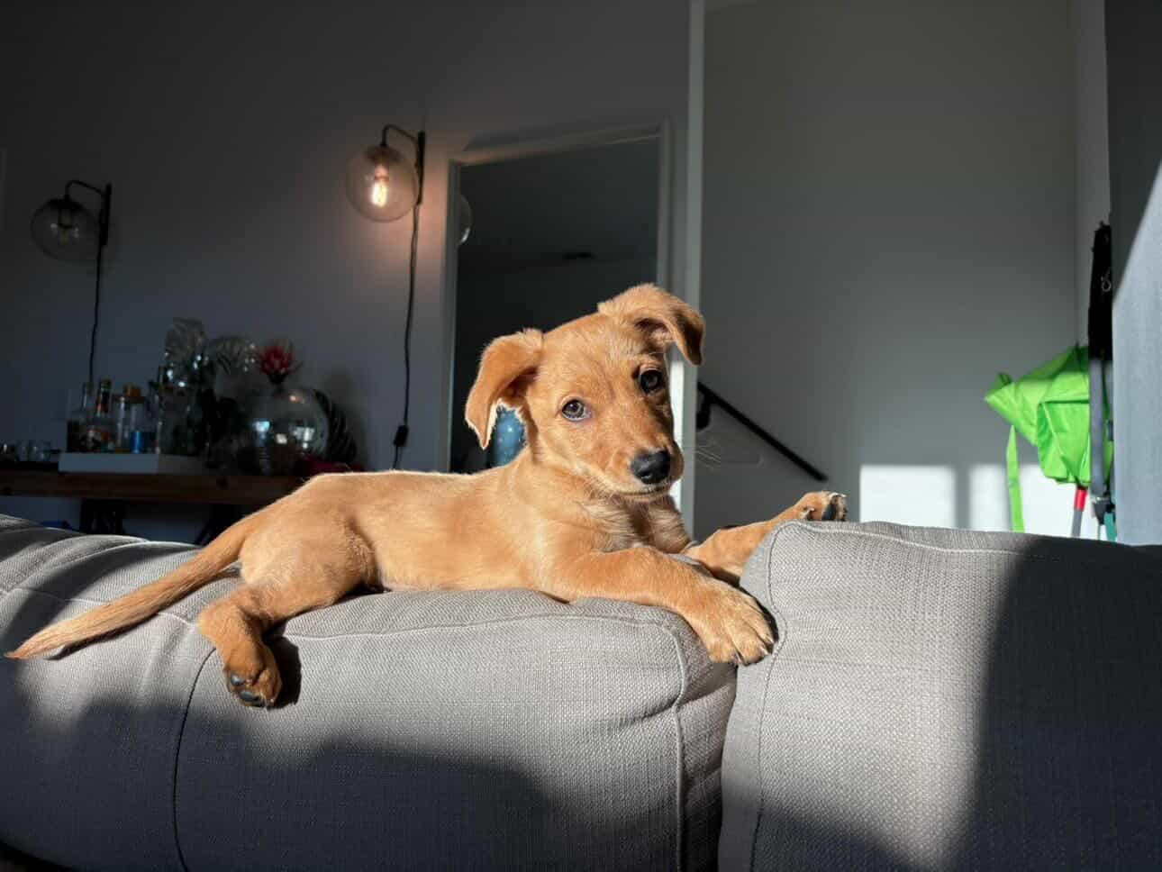 Enlarge Ollie, a Adoptable mixed breed in San Diego, CA image 2/5