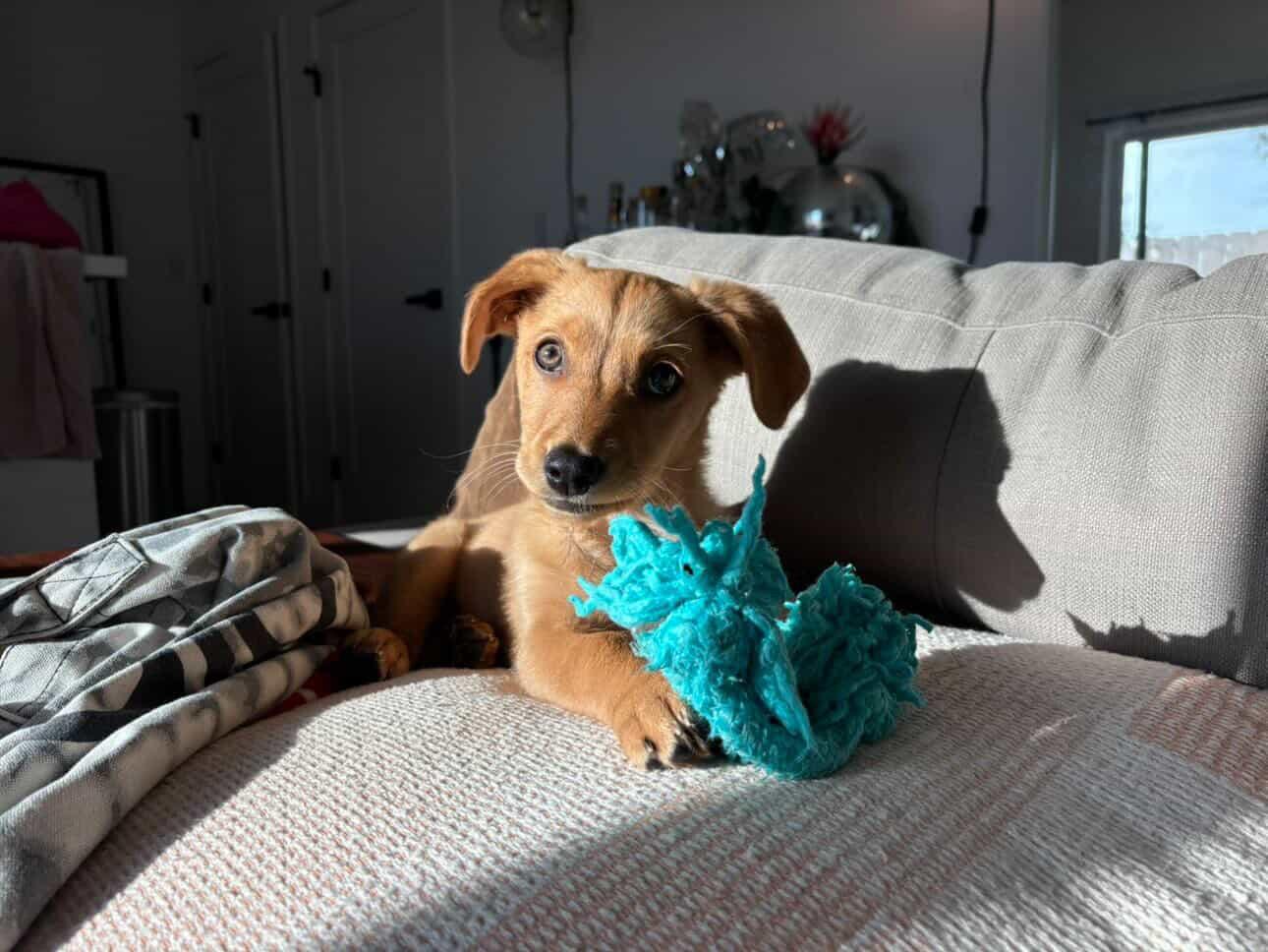 Enlarge Ollie, a Adoptable mixed breed in San Diego, CA image 5/5