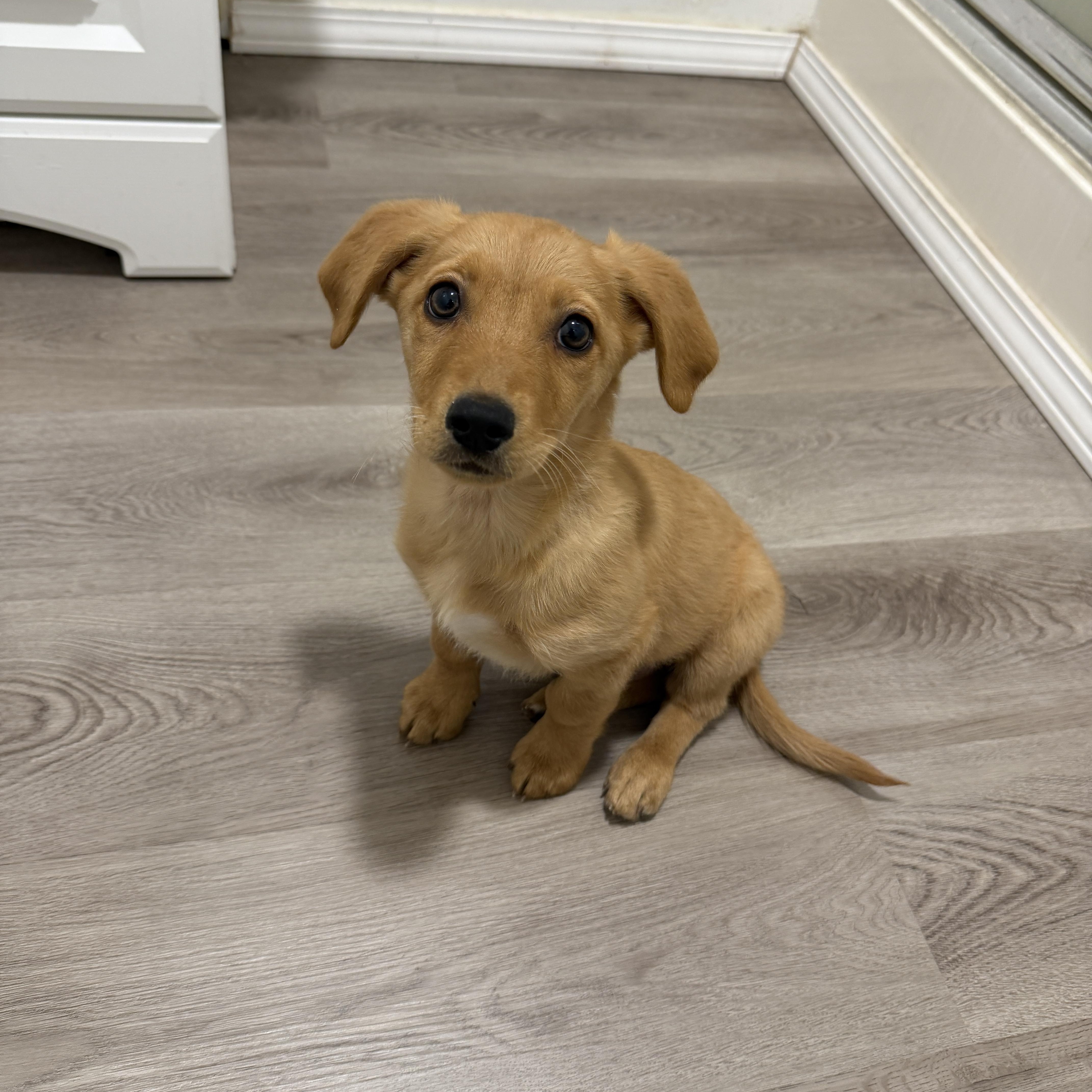 Enlarge Ollie, a Adoptable mixed breed in San Diego, CA image 3/5