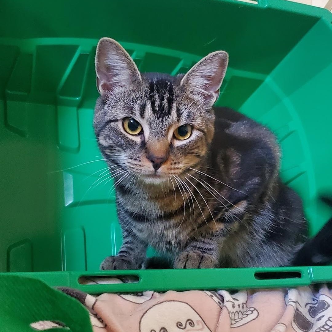 Rascal - Private Adoption, Adoptable, Adult Male Domestic Short Hair.