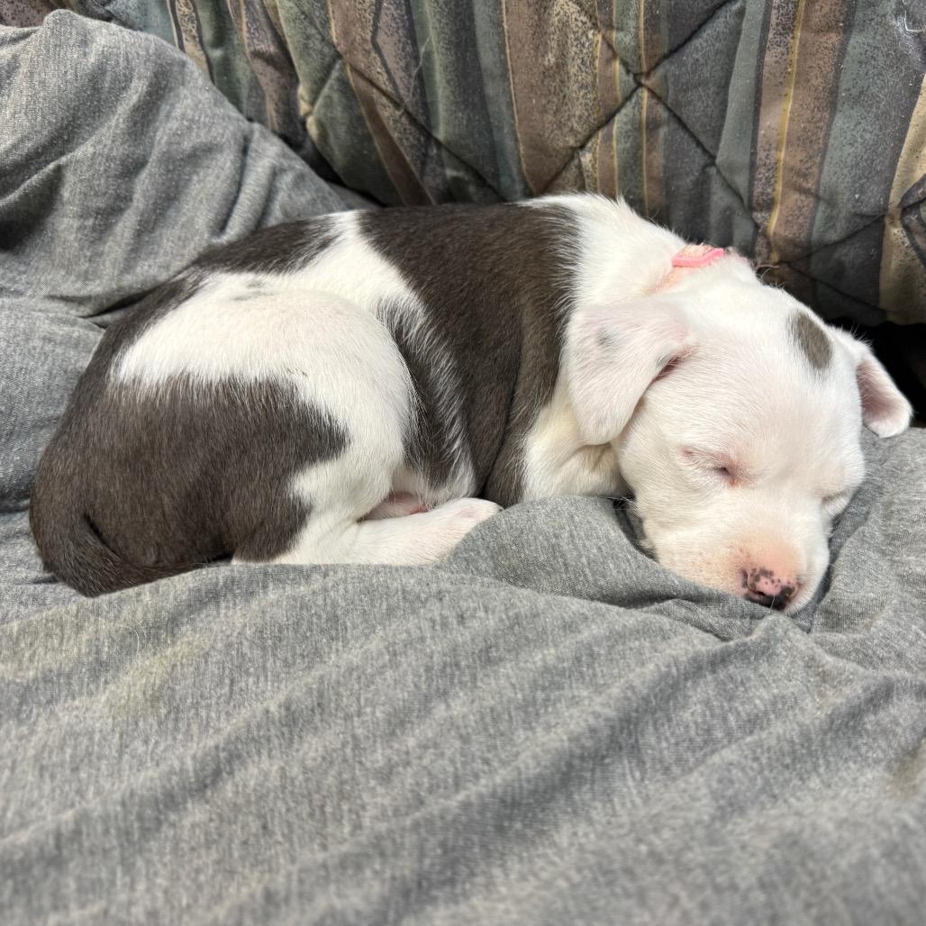 Buscuit, Adoptable, Puppy Female Havanese & Pit Bull Terrier.