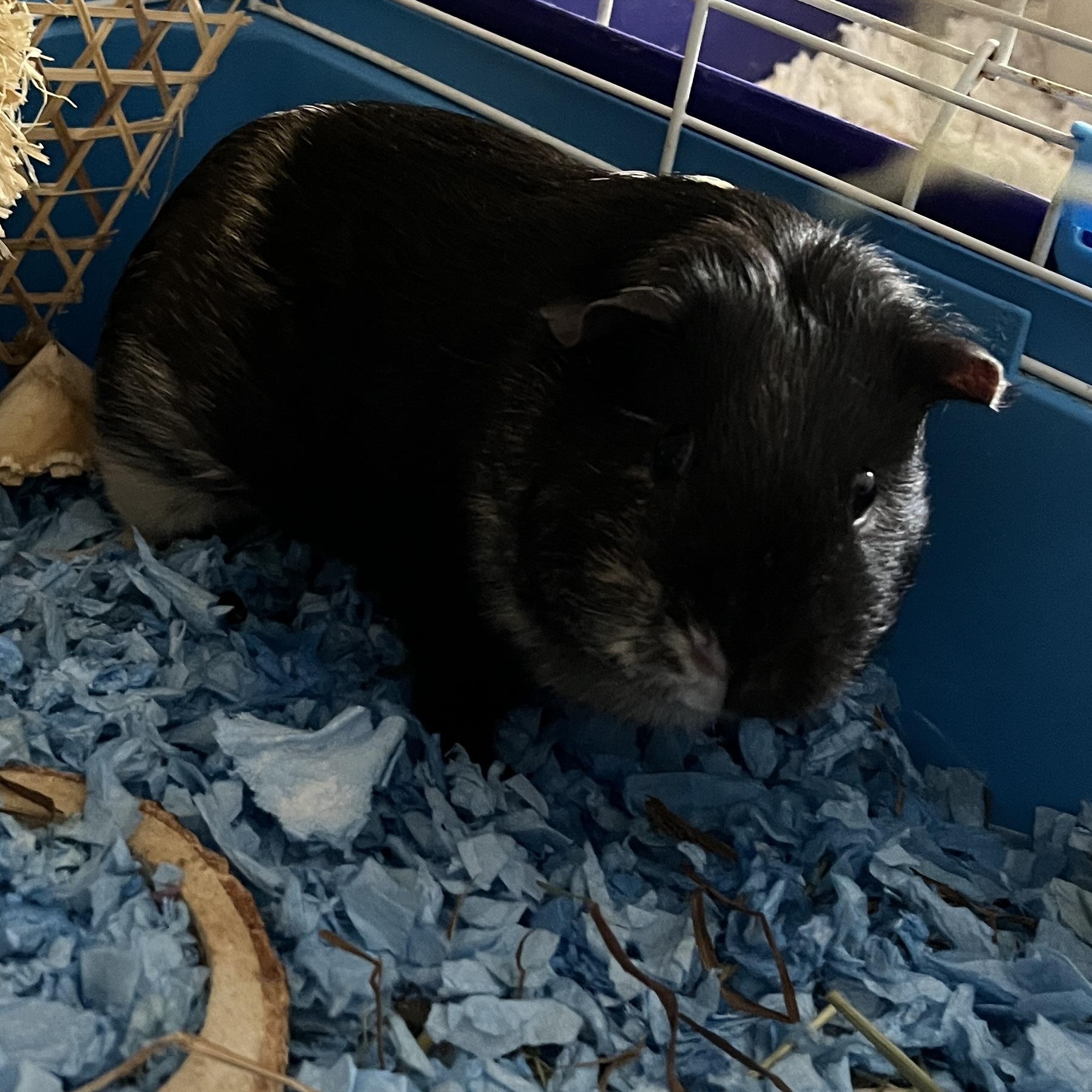 Daisy, Young Female unknown