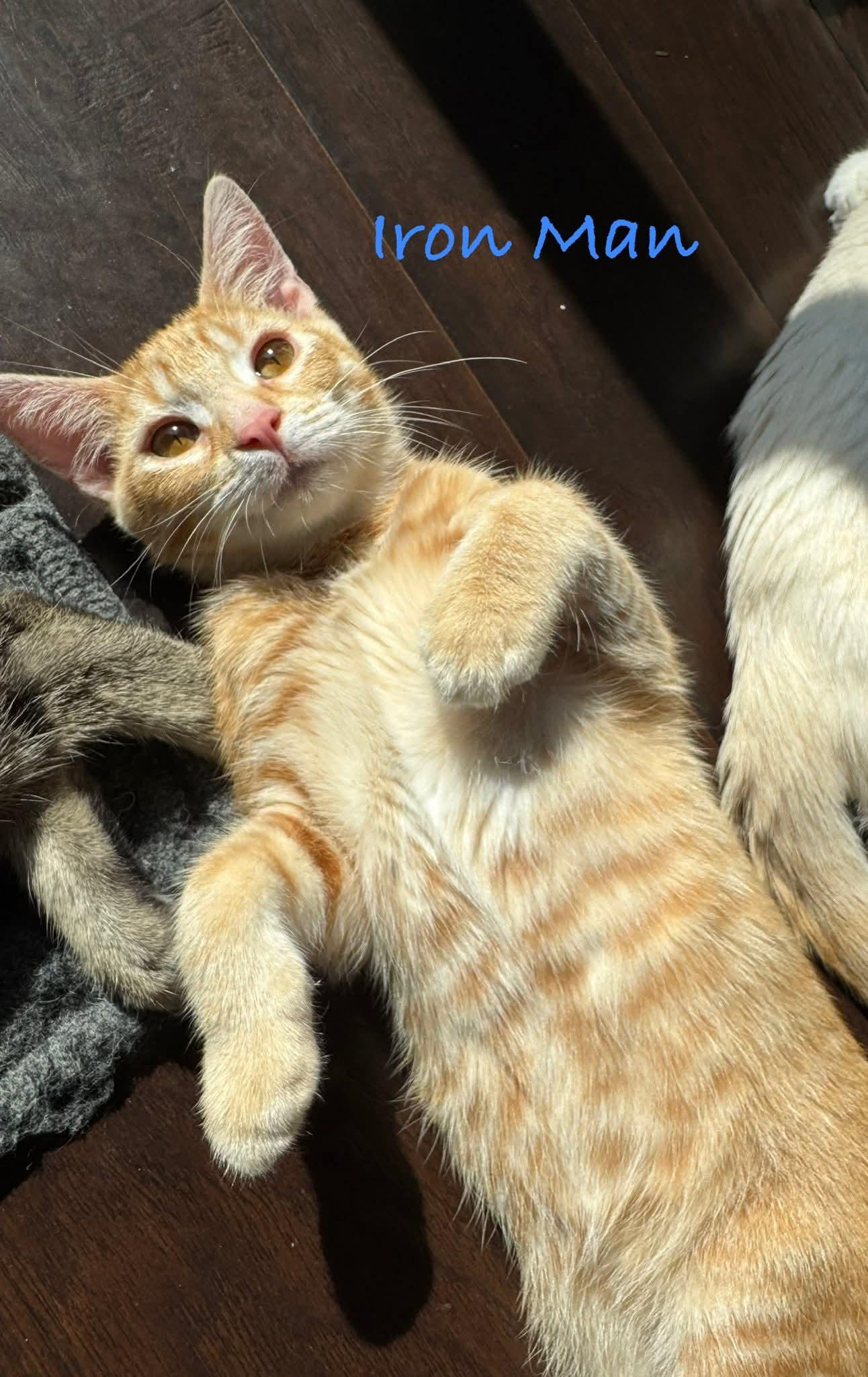 Iron Man, Adopted, Kitten Male Tabby & Domestic Short Hair.