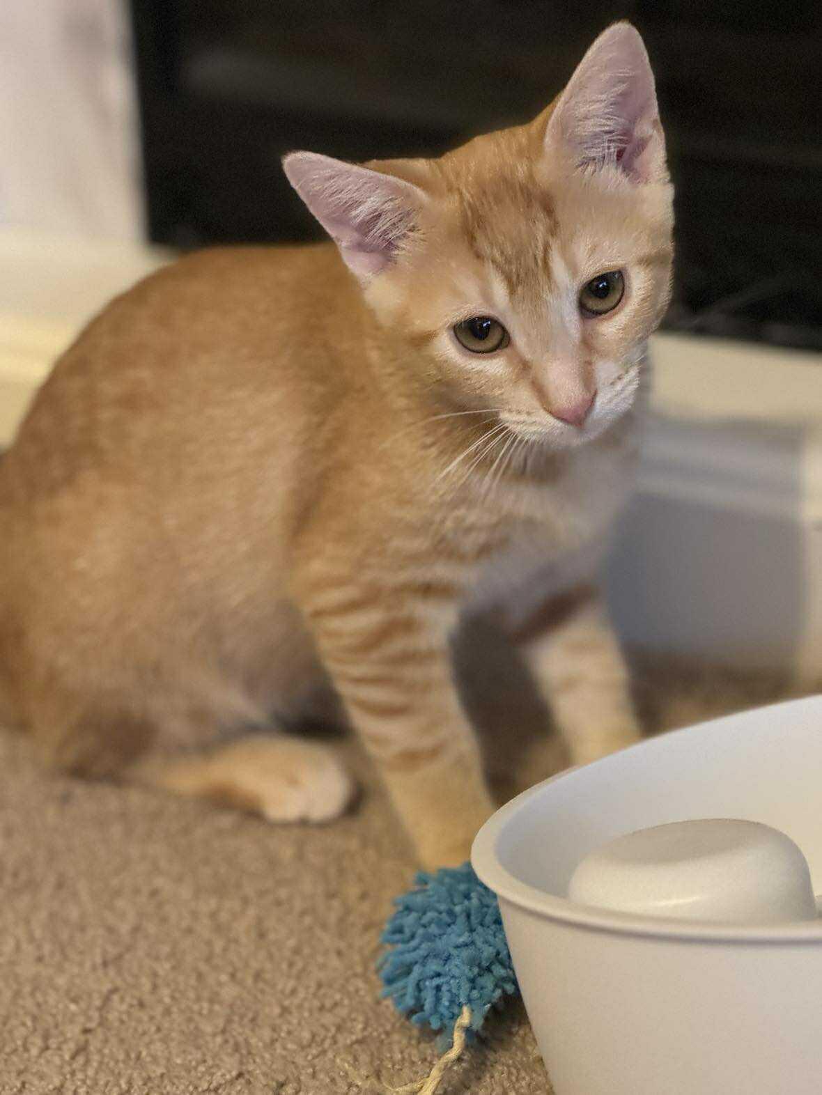 Enlarge Iron Man, a Adopted mixed breed in Minneapolis, MN image 2/3