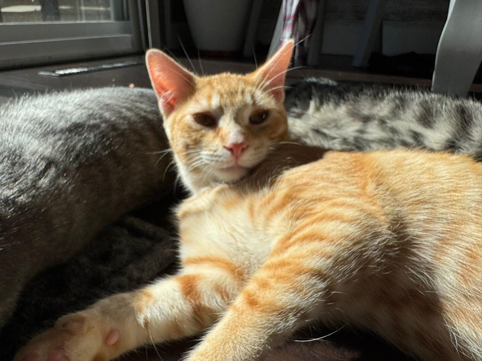 Enlarge Iron Man, a Adopted mixed breed in Minneapolis, MN image 3/3