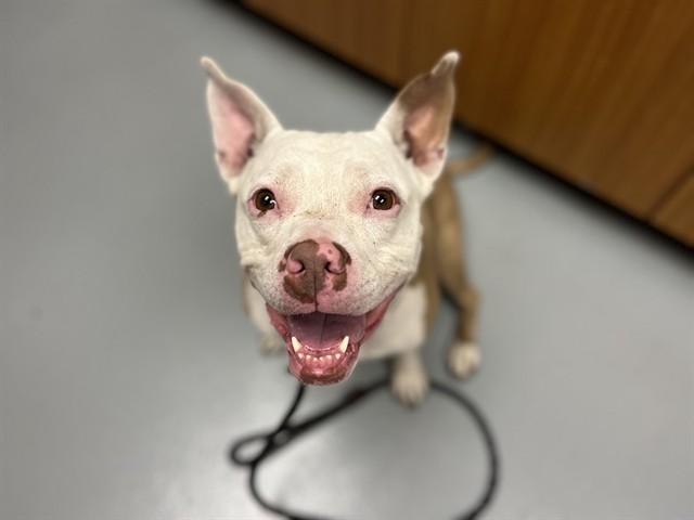 KAIA, Adoptable, Adult Female Mixed Breed.