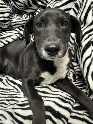 Gerald, Adoptable, Puppy Male Labrador Retriever & Mixed Breed.