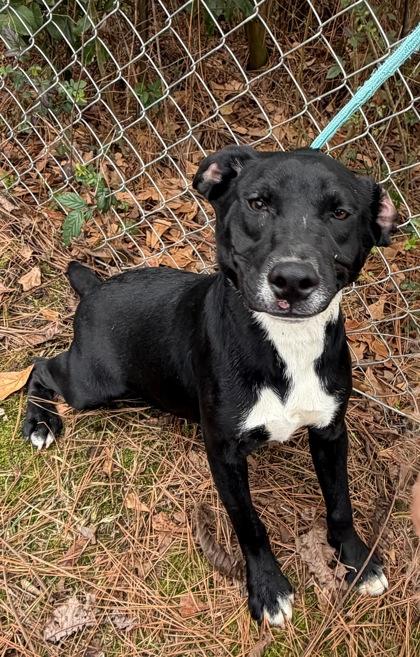 Enlarge Gerald, a Adoptable mixed breed in Moultrie, GA image 1/1