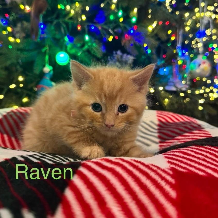 Enlarge Raven, a Adoptable Domestic Short Hair in Chattanooga, TN image 2/5