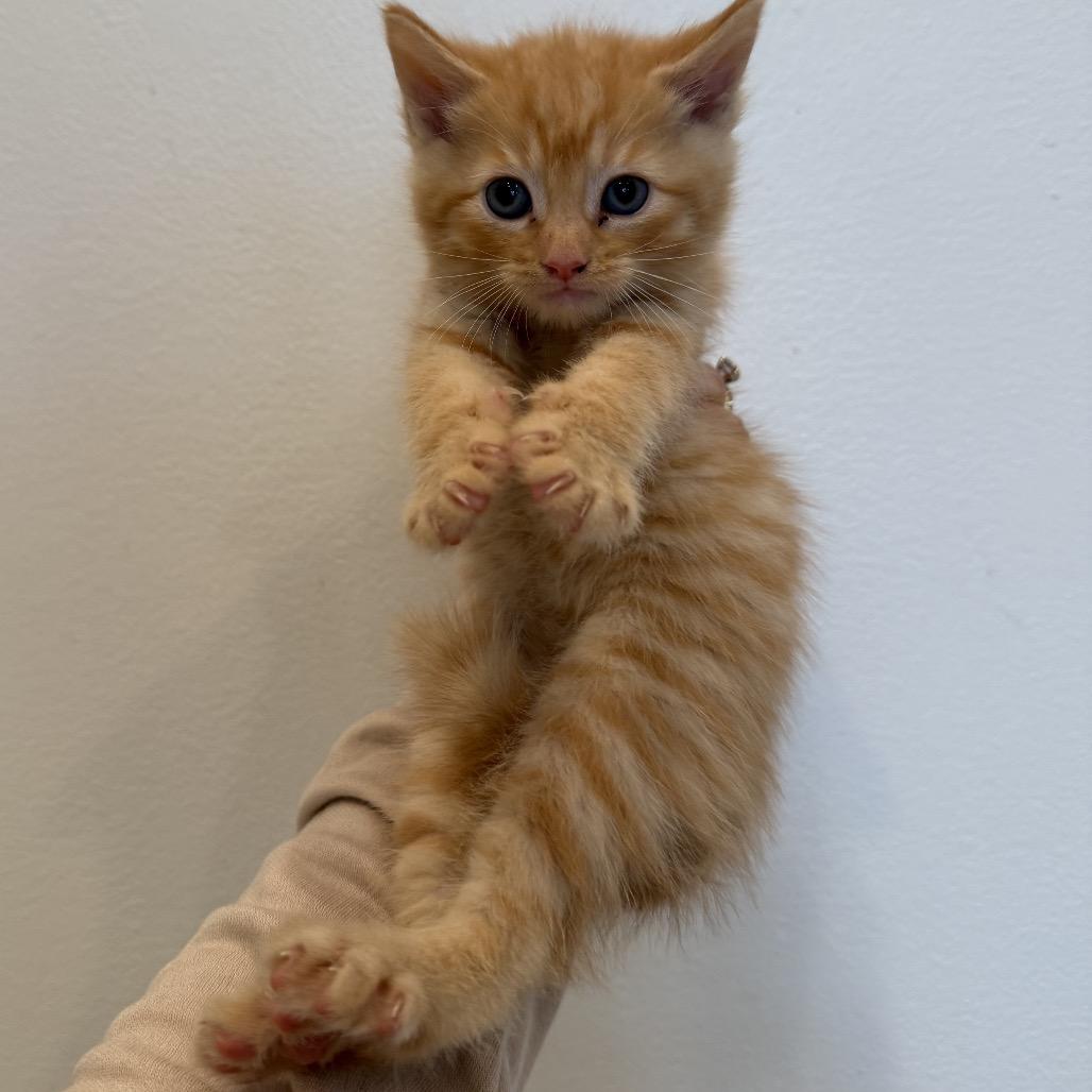 Enlarge Raven, a Adoptable Domestic Short Hair in Chattanooga, TN image 3/5