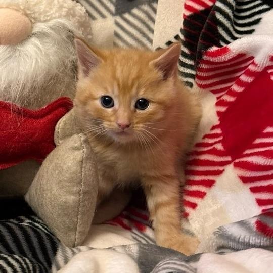 Raven, Adoptable, Kitten Female Domestic Short Hair.