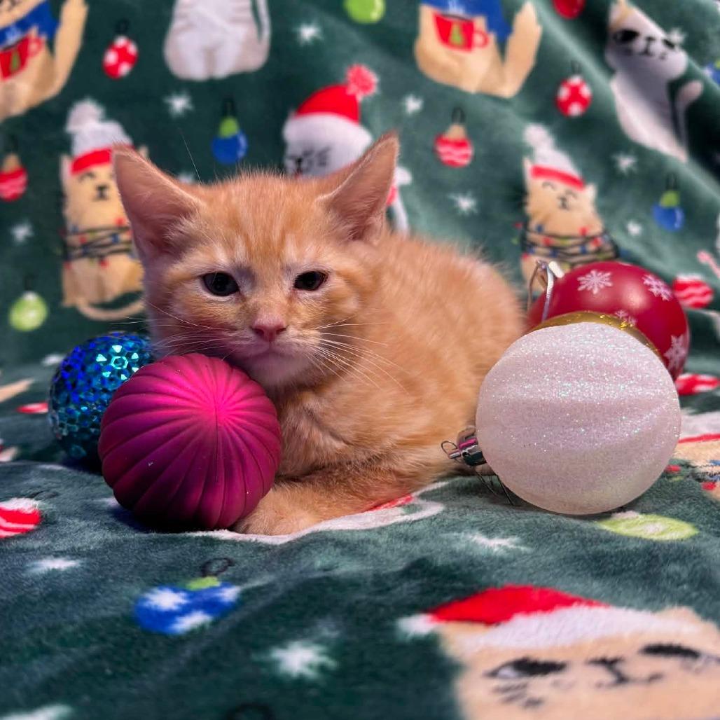 Enlarge Raven, a Adoptable Domestic Short Hair in Chattanooga, TN image 4/5