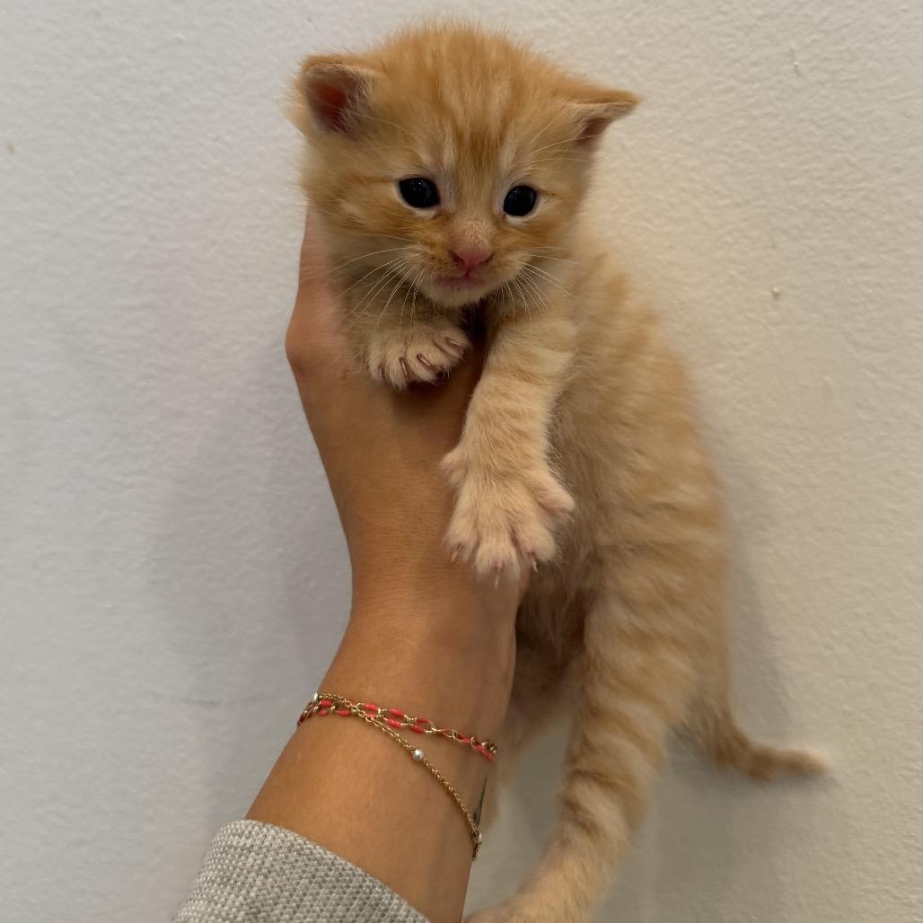 Enlarge Raven, a Adoptable Domestic Short Hair in Chattanooga, TN image 5/5