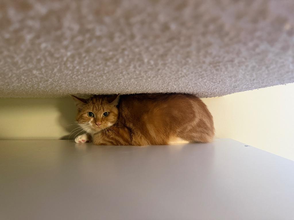 Vidalia, Adoptable, Young Female Domestic Short Hair.