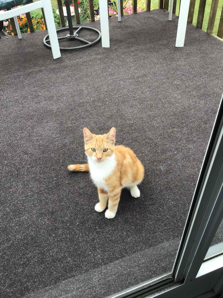 Enlarge Vidalia, a Adoptable mixed breed in Calgary, AB image 2/2