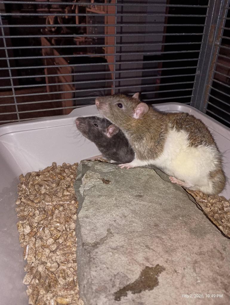 Enlarge Benny & Scabbers, a Adoptable Rat in LIberty, NY image 1/1