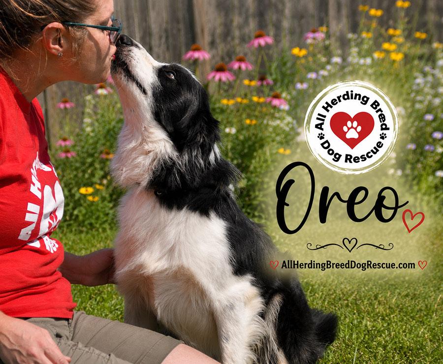 Oreo, a ADOPTABLE Border Collie in Joliet, IL image 3/4