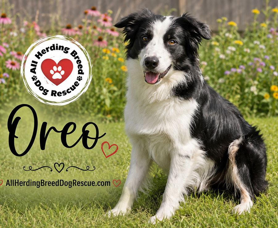 Oreo, ADOPTABLE, Young Male Border Collie.