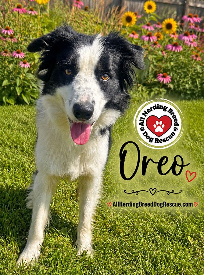 Oreo, a ADOPTABLE Border Collie in Joliet, IL image 2/4