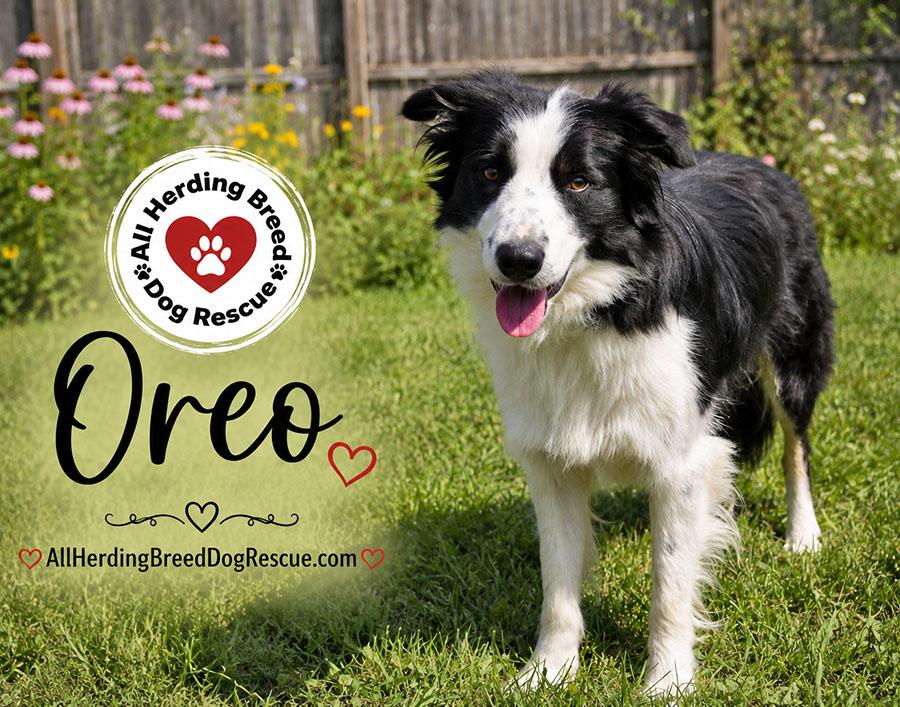 Oreo, a ADOPTABLE Border Collie in Joliet, IL image 4/4